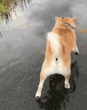 带狗子出门，遇到水坑，它不是跳进去而是...请问是不是有病啊？