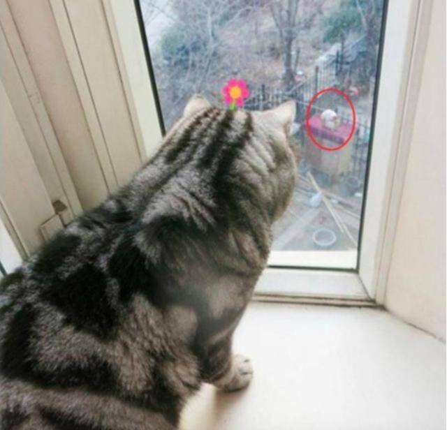猫咪盯着窗外入神，走近一看，找到让主子伤神的原因了