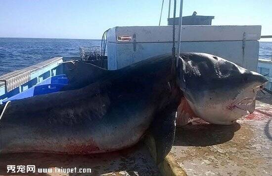 澳大利亚6米长虎鲨尸体被发现
