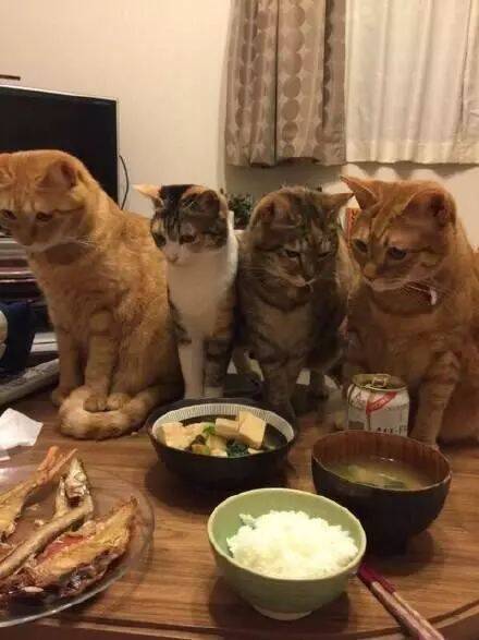 网友养了四只猫，每次吃饭都感觉压力山大
