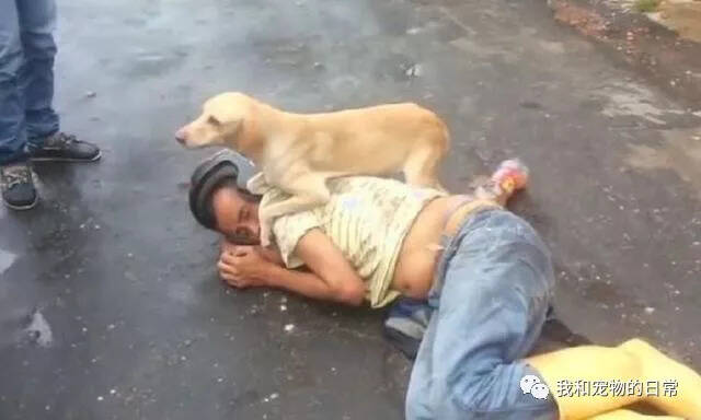 主人喝醉在马路上睡了一晚，狗狗在旁边守护了一晚上，不让任何人靠近！