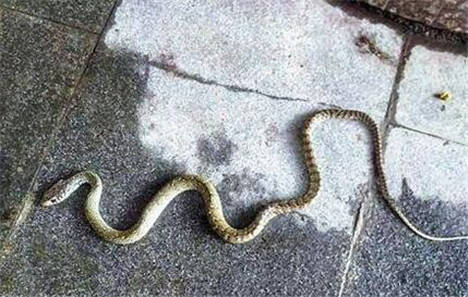 白云夫妻床边现一米多的长蛇，蛇进屋有什么征兆？