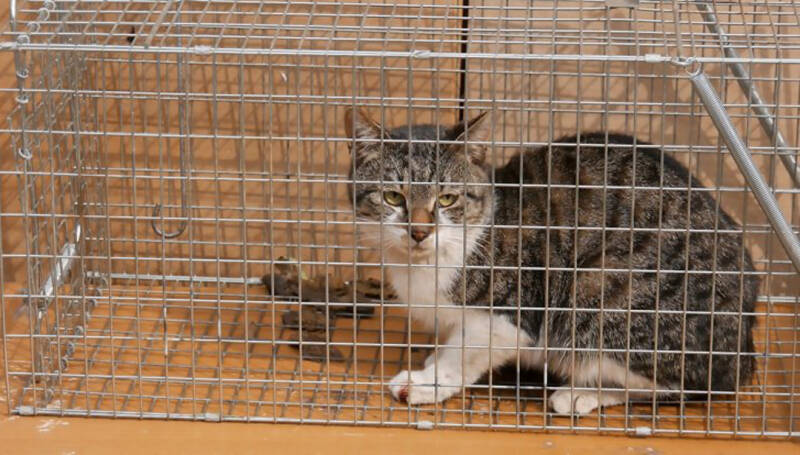 日本男子虐杀13只流浪猫，被判22个月监禁