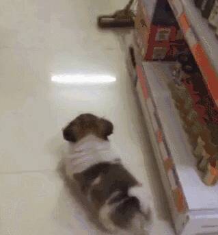 小狗把超市当成自己的家，咬着东西就走......店长：那狗，还没付钱呢？