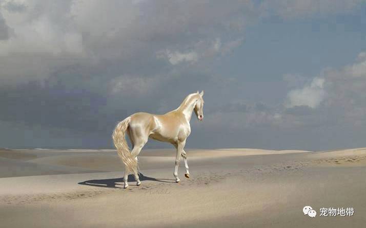 这大概是世界上最漂亮的马：纯金汗血宝马