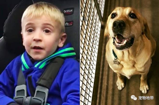 心疼耳聋狗狗没人认领，6岁男孩拍影片介绍狗狗，呼吁好心人带它回家。