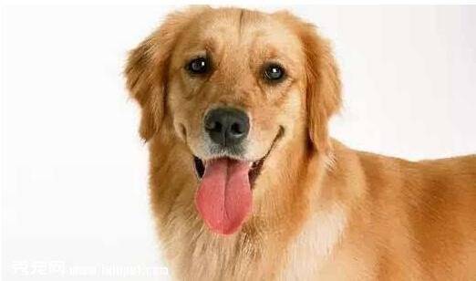 连云港22种禁养犬种类包括德国牧羊犬 被称最严养犬规定