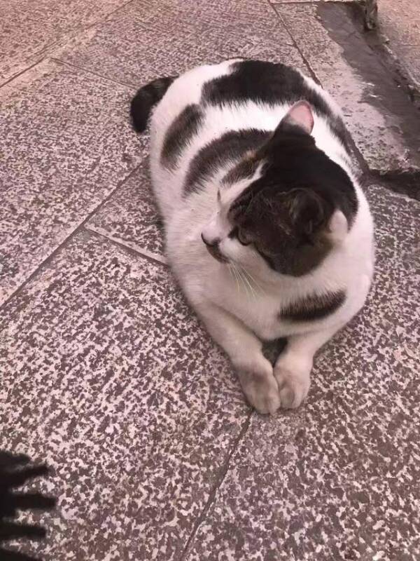公司楼下的流浪猫来从来不缺吃的，喂着喂着就跟猪一样了