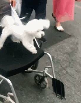 爷爷让狗子坐轮椅，自己却在后面帮它推，宠的没边了.....