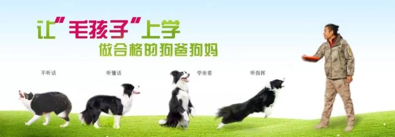 圣宠培训驯犬班开课啦，现在报名赠送活体犬一只！