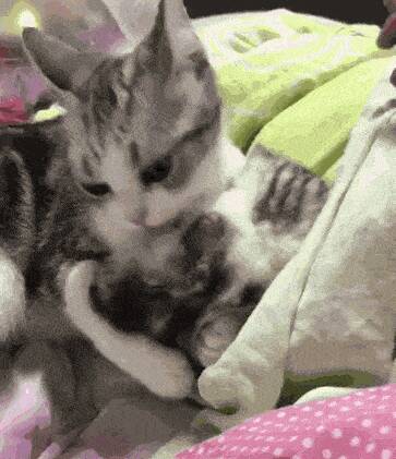 当主人抱起小猫送人时，猫妈妈突然动作让人感动~