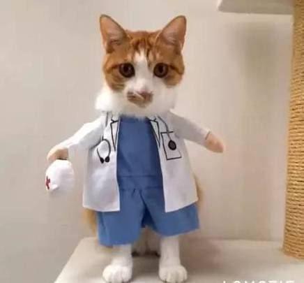 如果喵咪当医生，请问你哪儿不舒服？