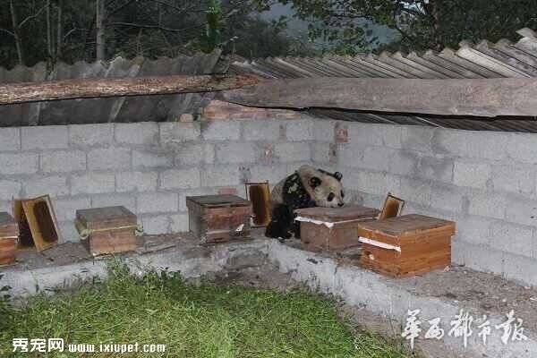 国宝呆萌熊猫私闯民宅偷吃蜂蜜