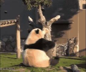 蠢萌滚滚们的日常！明明可以靠实力，偏偏要卖萌！