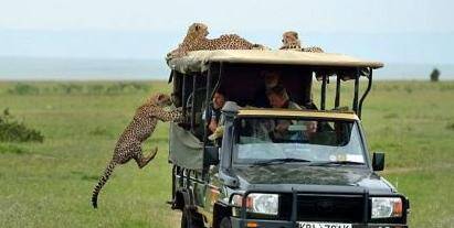 猎豹突然袭击游客越野车，人豹相处画面温馨和谐
