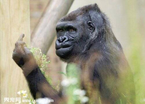 动物园游客拍照黑猩猩 它居然对游客比中指