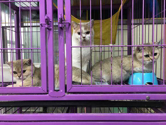 入手一只“白菜价”的蓝猫，生病检查是猫鼻支，网友：便宜没好货