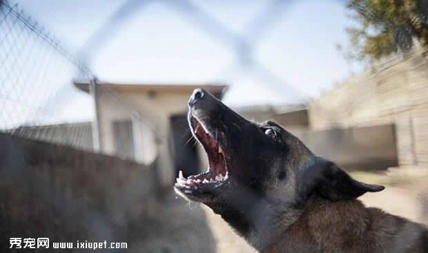 南非马利诺斯牧羊犬变追踪偷猎者的“杀手”