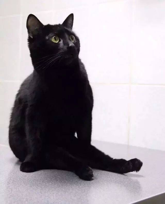 黑猫护士后腿瘫痪不能行走，却治愈了很多同伴