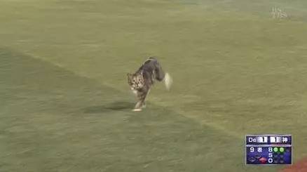 岛国一球赛中，有只猫突然冲进球场...