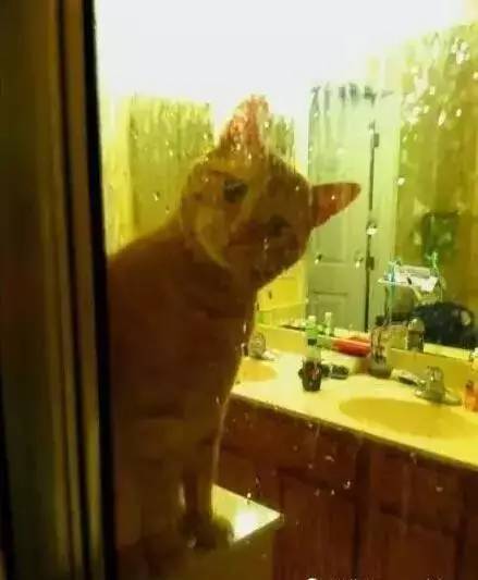 养猫之后都不能愉快的洗澡了....