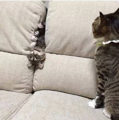 小喵咪被卡在沙发缝里，猫妈妈看到后....