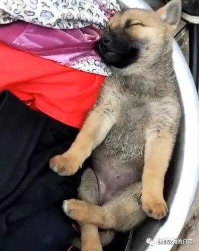 狗狗热傻了，跳到洗衣盆里悠闲睡大觉，这睡姿让人忍不住想笑！