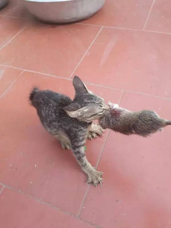 猫咪抓了只老鼠，可主人却要把老鼠扔掉，于是一人一猫僵持住了