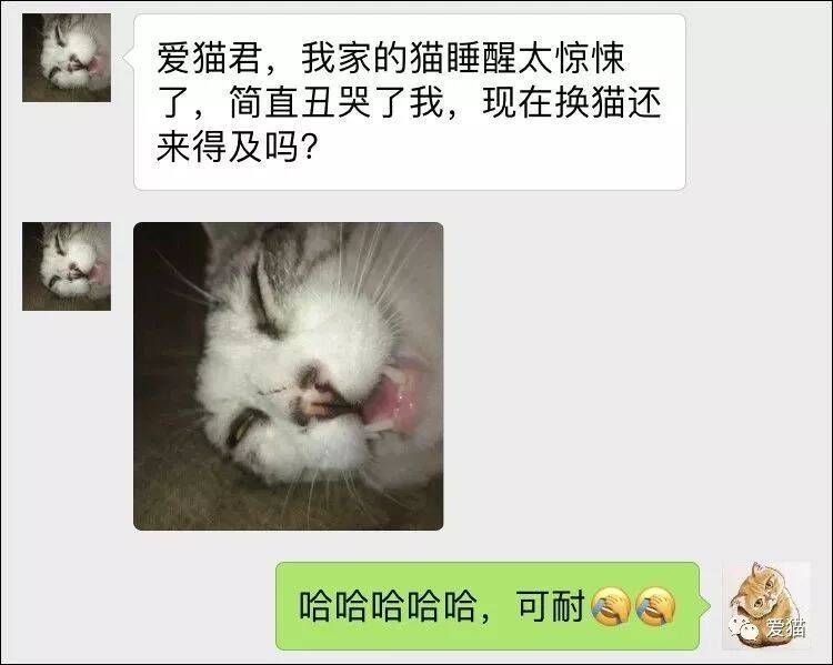 “我家的猫睡相太丑，丑到想哭！”