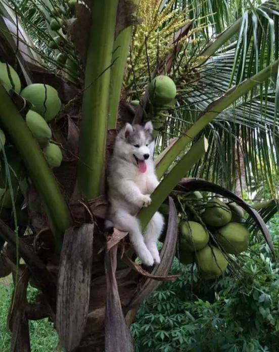 二哈被挂在了椰子树上，于是热心的网友们帮了它一下...
