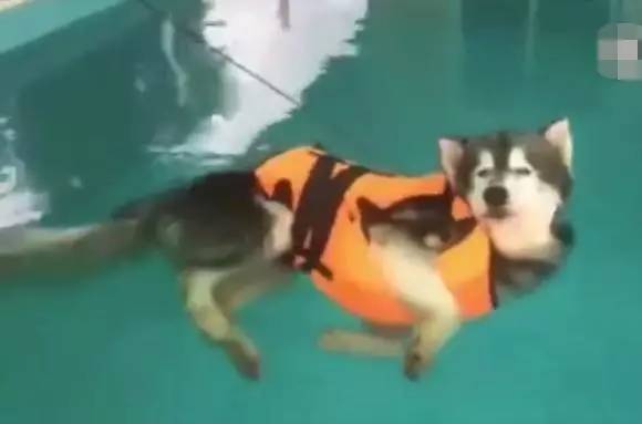 让二哈学游泳，怕被淹就给它穿上救生衣，结果就成这副样子了