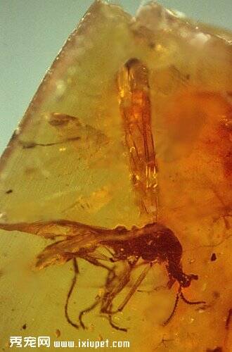 美国科学家发现完整古生物 独角苍蝇沉睡琥珀中上亿年