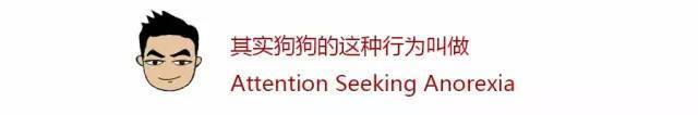 狗狗挑食怎么办？