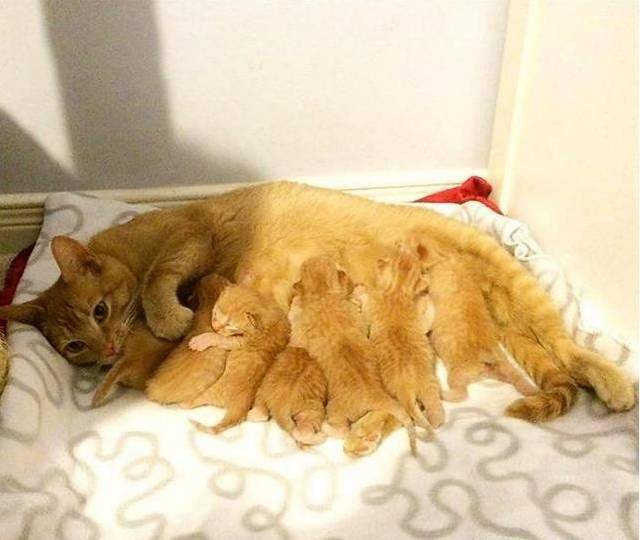 雨天收留了一只怀孕橘猫，然后猫咪给主人带来了成吨的惊喜