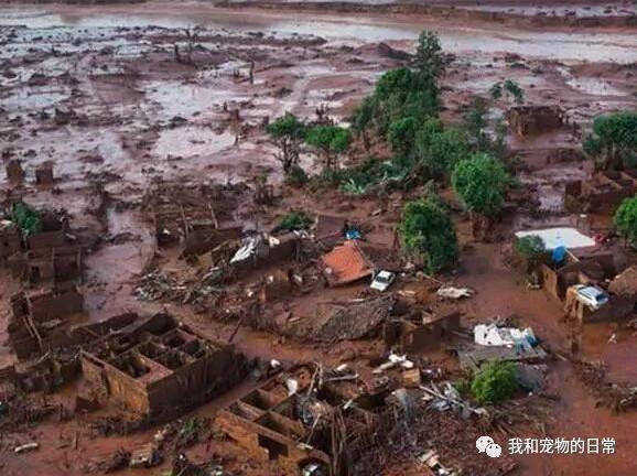 在泥石流经过的山村里，救助人员救助狗狗的举动让人感动！