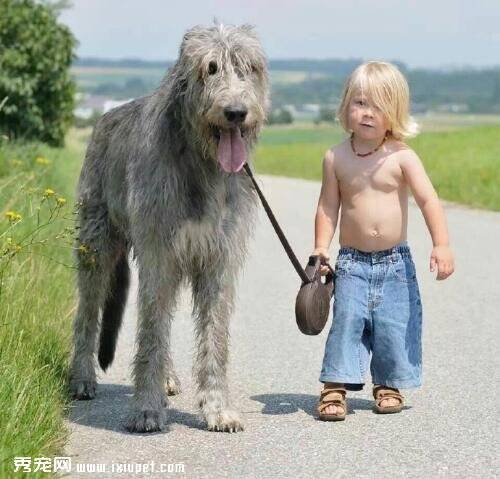 爱尔兰猎狼犬，对小孩子超温柔的巨型犬