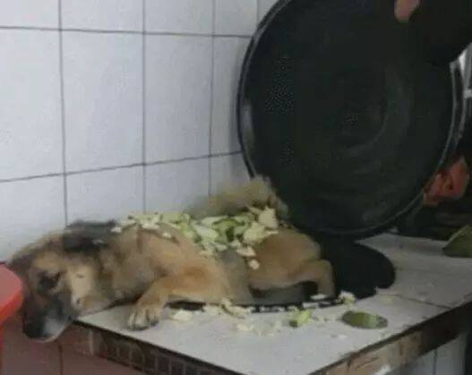 男子想教训一下狗狗，将它放在锅里，撒上菜，结果这狗狗的表现令主人哭笑不得