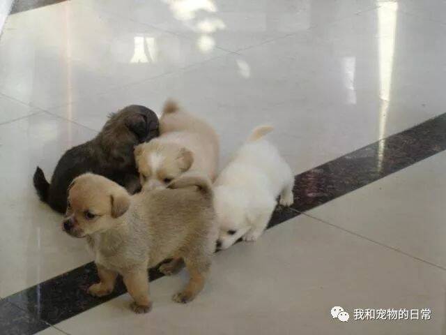 网友家来了一个怀孕的狗妈妈，还赖着不走了，最后生下了7只狗宝宝！