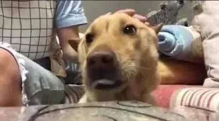 你抚摸它的时候，它永远不会反抗的狗，叫中华田园犬！