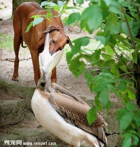 德国一小狗偷吃鹈鹕晚餐 激怒鹈鹕险被吃掉