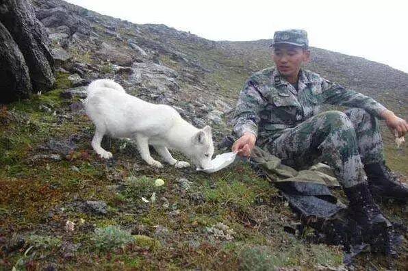 白狐与哨兵一起守边防，与风雪同行，与寂寞相守！