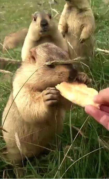 网友偶遇一群土拔鼠，拿出饼干给它们吃，结果土拔鼠的反应萌化了