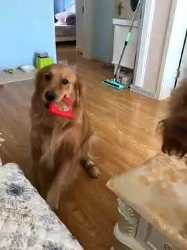 狗狗也想吃月饼，叼着求主人帮忙打开的样子太萌了！