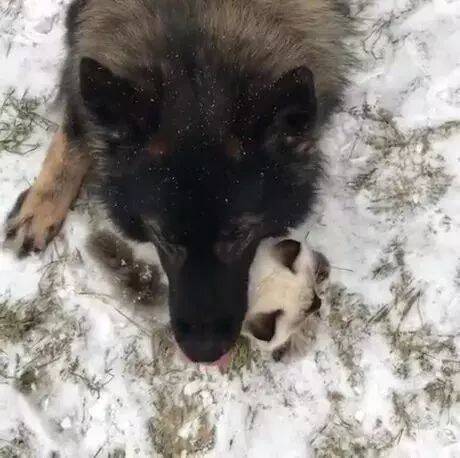 狗狗雪地撒欢突然趴下一动不动，凑近看我可能要倾家荡产！