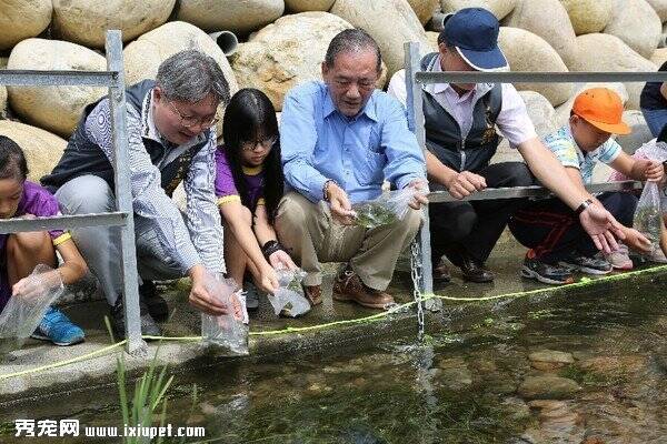 救援台湾白鱼 放流食水嵙溪回娘家