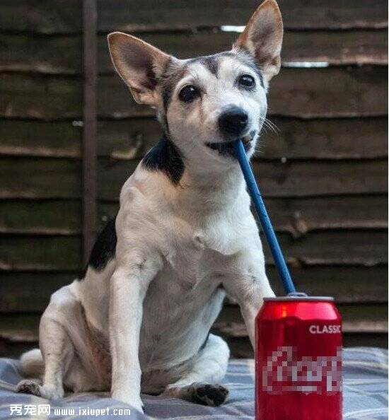 英国16岁狗狗酷爱喝可乐，不喝秒变老年痴呆