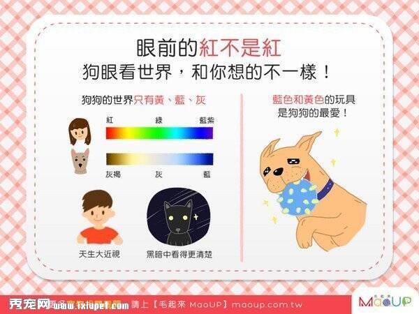 狗眼看世界，和你想的大不同!