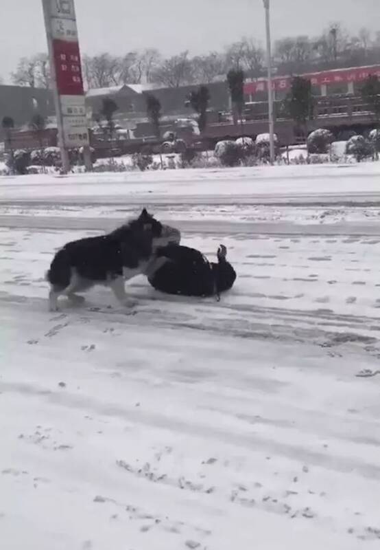 下雪天，遛狗不成反跌倒，结果狗子不但不扶，还压着不让主人起来....