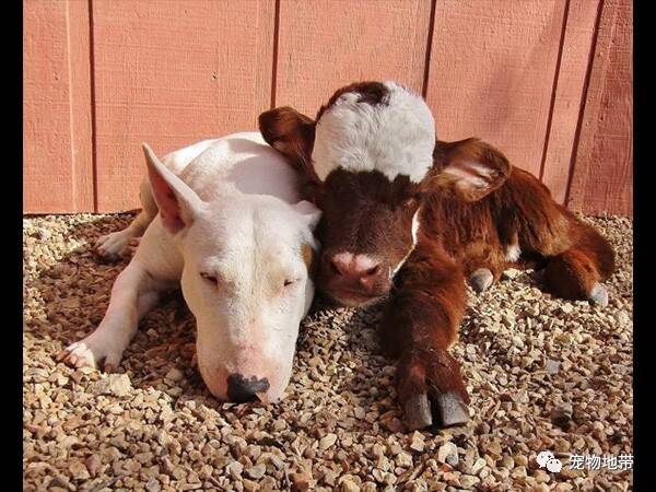 12只“狗妈妈”领养了一只牛仔：牠学会了跟狗狗一样的上厕所．．．