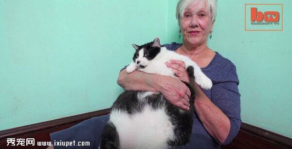 美国最肥宾士猫Sprinkles体重约14.5公斤